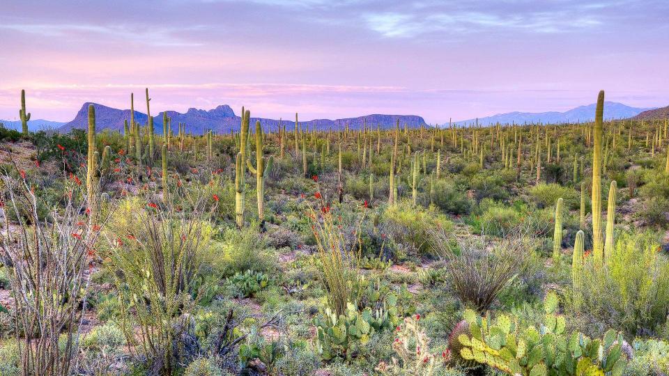 Tucson Arizona