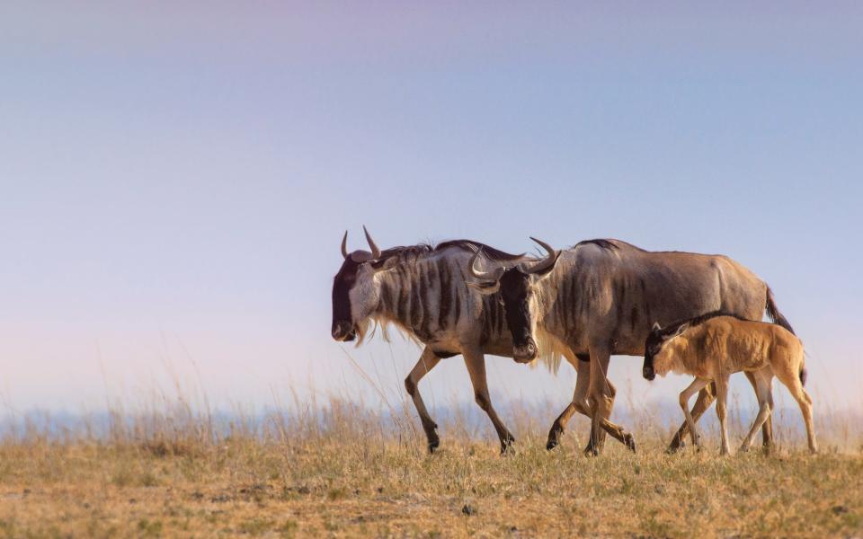 A family of wildebeest in Kenya - Getty