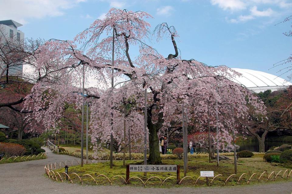 小石川後樂園 (Photo by Xmhaoyu, License: CC BY-SA 3.0, Wikimedia Commons提供)