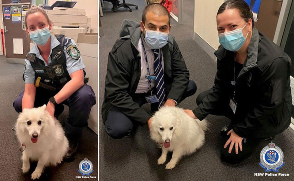 Pictured is police from Fairfield in Sydney's south west with Atlas at the station.