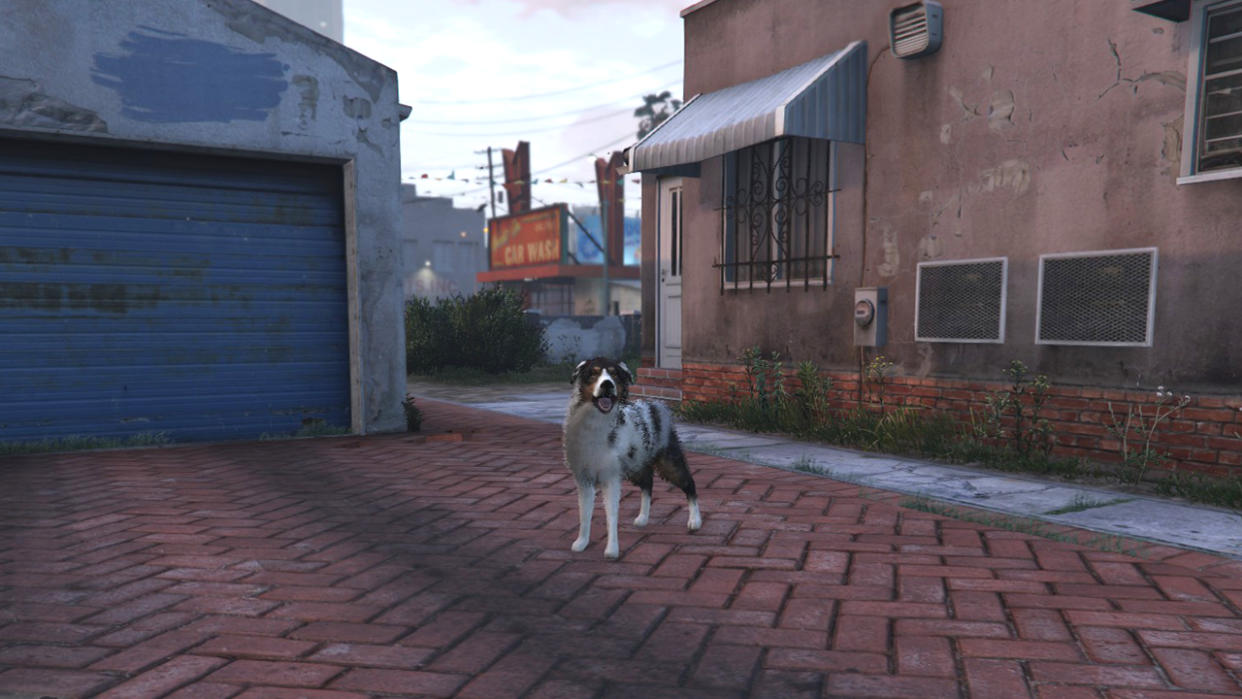  GTA Online Peyote Plant locations - a dog stands on a red brick drive, looking at the camera. 