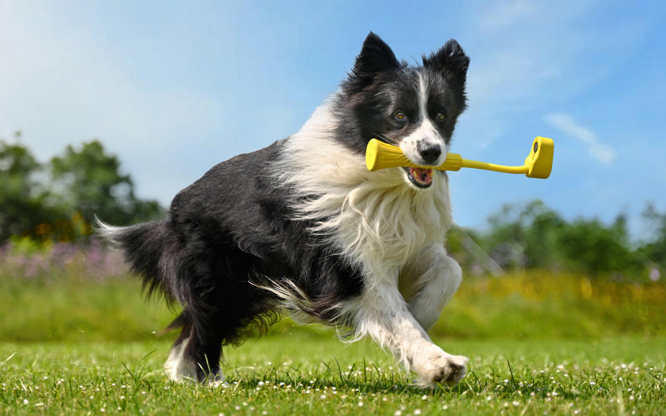 A dog biting onto a Fetch Stick with a Insta360 Go 3 action cam mounted on the end.