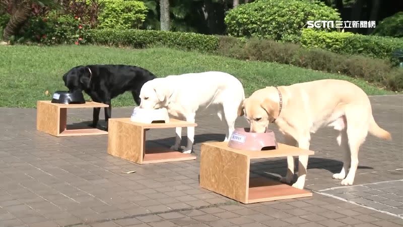 3隻狗狗訓練有素，吃東西之前一定等待指令下達。
