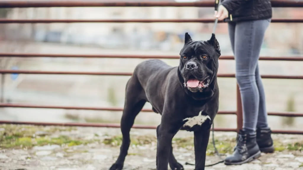 A leashed Cane Corso standing next to their owner with mouth slightly open, Cane Corsos are good family dogs