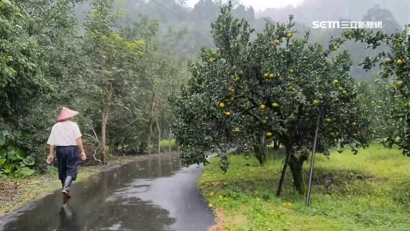 苗栗卓蘭劉姓果農種植的茂谷柑，遭許姓男子「盜剪」1千台斤，許男坦承竊盜後翻供，辯稱不知道果園的石頭是邊界，法官採信辯詞判決無罪。（示意圖非新聞當事人／資料照）