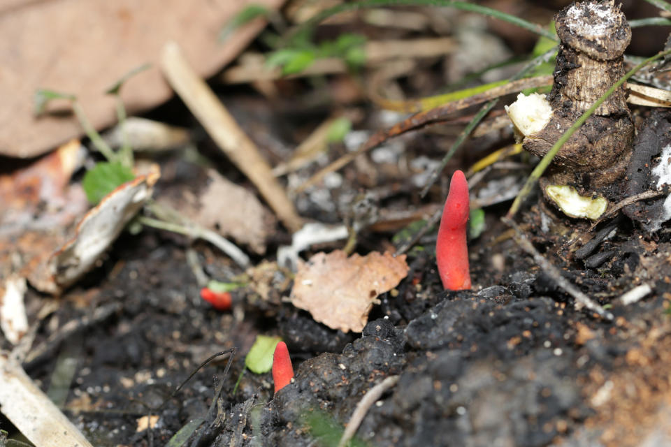 Deadly poisonous mushroom "kaentake (Poison fire coral, Trichoderma cornu-damae) grow on stumps