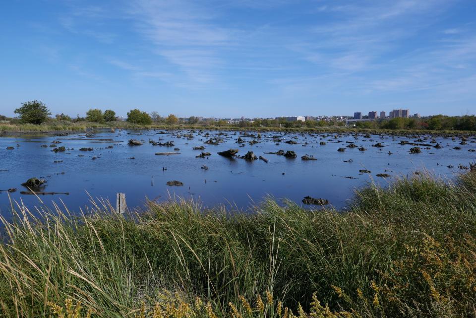 Blackened stumps visible at low tide in the Meadowlands are the last remnants of a cedar forest where slave traders and pirates hid from authorities. It was ordered burned down in the late 1700s to roust the outlaws.