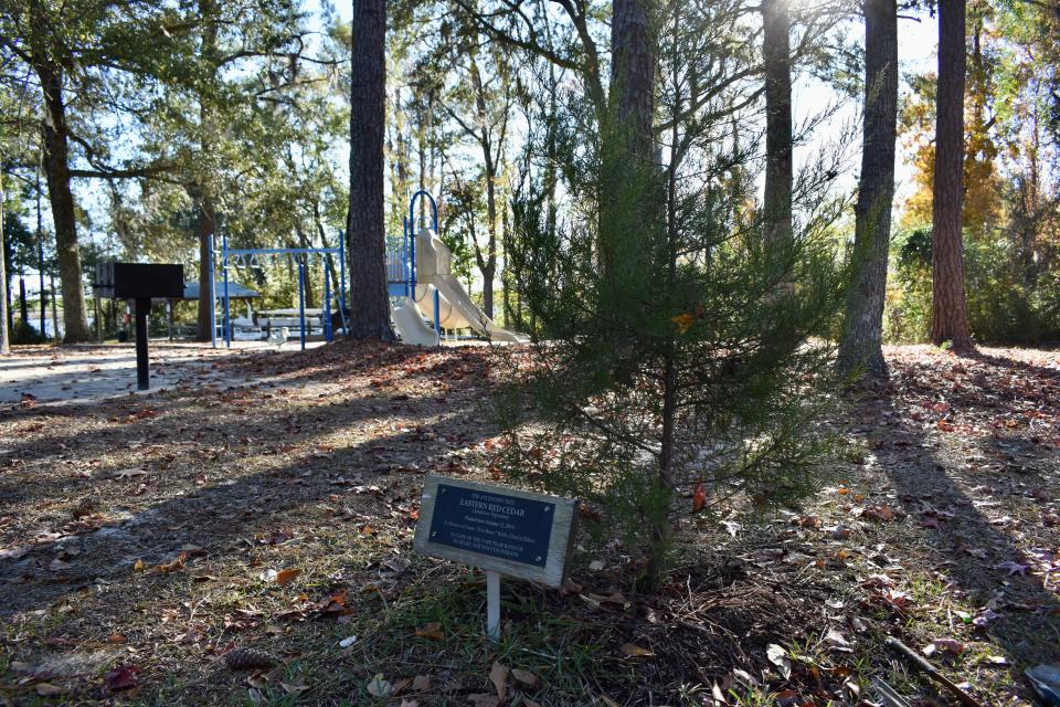 In 2019, the Cape Fear Band of Skarure and Woccon Indians, a Native American tribe with roots in Brunswick, New Hanover, Columbus and Bladen counties, planted a red cedar tree in Belville Riverwalk Park.