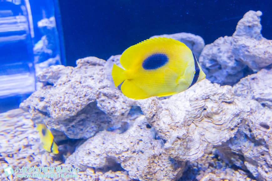 澎湖水族館