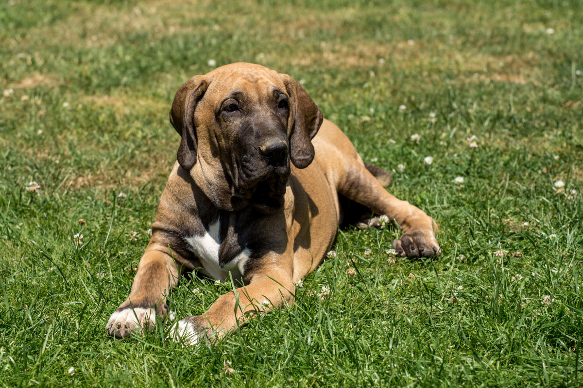 Fila Brasileiro Breed Information & Pictures (Brazilian Mastiff, Cao de Fila,  Fila)