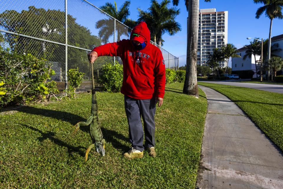 Cold Front Brings Falling Iguanas to South Florida