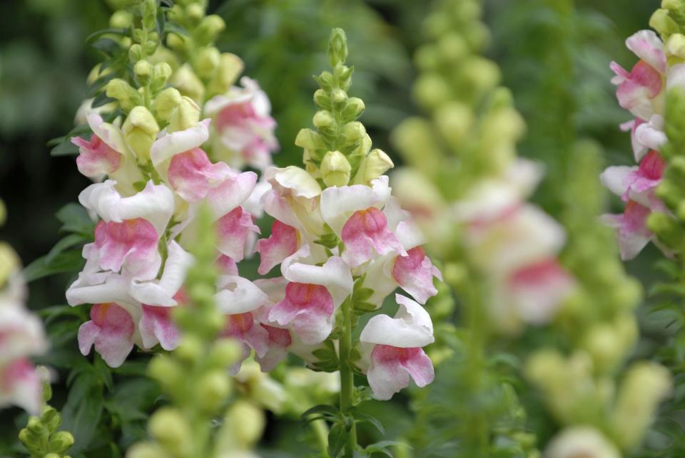 2) Snapdragons