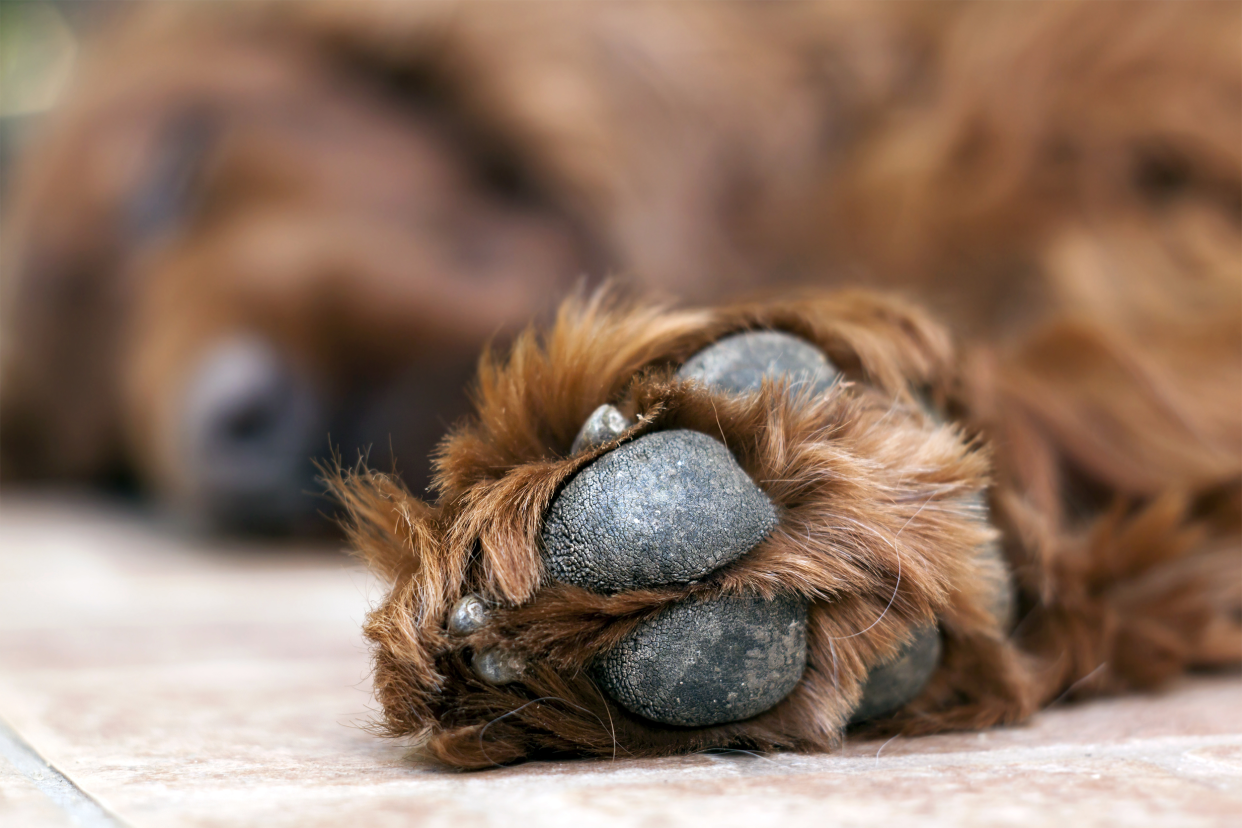 closeup of dog paw