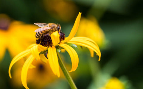 Insects are important pollinators - Credit: EyeEm