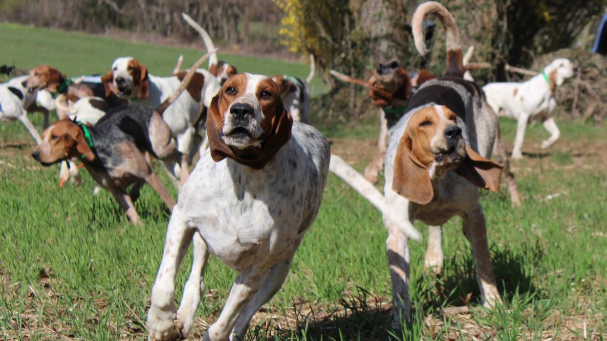 American foxhound pack