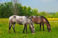 <p><span>Ever fancied hugging a goat or kissing a horse? Guests at Middlewick Farm Cottages in Glastonbury are encouraged to interact with the animals to promote a feeling of happiness and overall wellbeing. The <a rel="nofollow noopener" href="http://www.farmstay.co.uk/" target="_blank" data-ylk="slk:Vital Detox week;elm:context_link;itc:0;sec:content-canvas" class="link ">Vital Detox week</a> also involves a raw-food diet, daily yoga sessions and guided countryside walks. Seven nights' full-board costs from £900pp, including all activities. [Photo: Farm Stay]</span> </p>