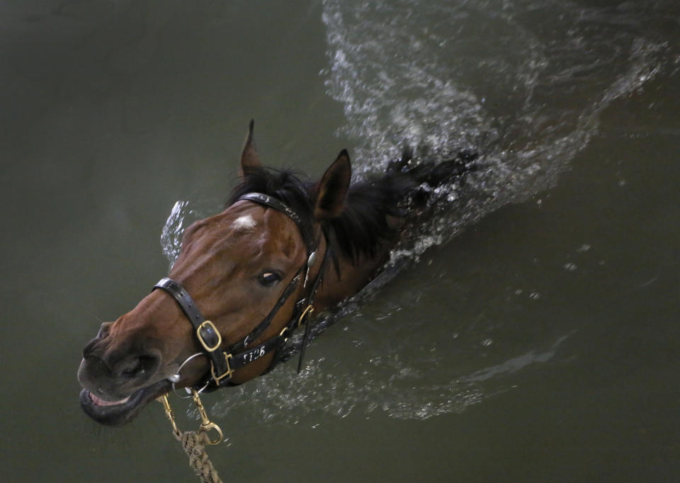 In this Wednesday, Jan. 29, 2014 photo, a horse swims as part of a routine exercise in a barn at Hong Kong's Jockey Club. Chinese communities around the world were welcoming the arrival of the year of the horse on Friday, Jan. 31 with equine-themed decorations and celebrations. The annual Lunar New Year holiday is mark with particular verve in Hong Kong, the semi-autonomous Chinese financial center that expects 7.93 million visitors, more than territory’s permanent population of 7.1 million. The year is considered especially significant for Hong Kong’s vibrant horse racing scene which boasts two world-class tracks and legions of enthusiastic fans. (AP Photo/Vincent Yu)