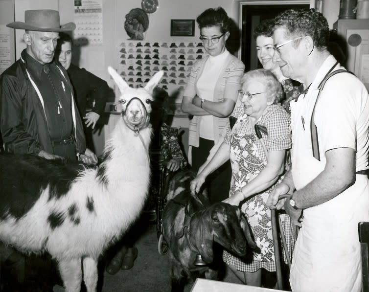 <span class="caption">Llama Daddy Warbucks entertains residents at the Spokane Rehabilitation Center, 1977.</span> <span class="attribution"><span class="source">Helen Cowie</span>, <span class="license">Author provided</span></span>