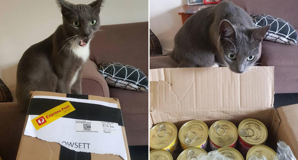 Coco the cat has had pet food sent to her. Her owner who lives in Figtree, south of Sydney, said she had issues purchasing Whiskas from Coles and Woolworths. Source: Facebook/ Cara Dowsett