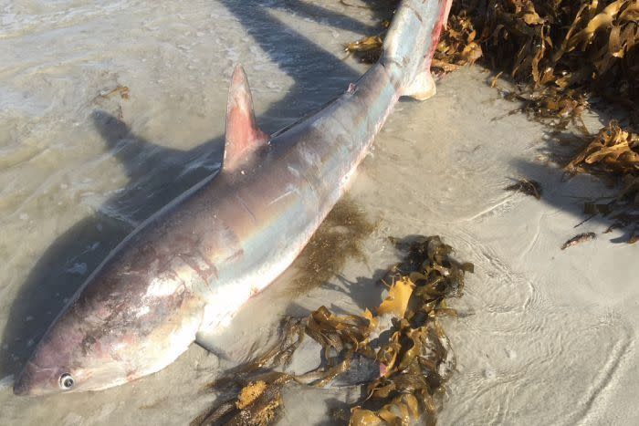 Unfortunately, the shark didn't survive the ordeal, with the men guessing it had been out of water too long. Photo: 7 News/Supplied