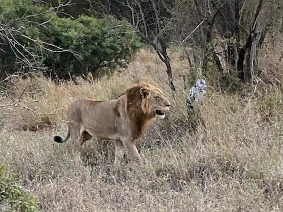 Guests track lions on their evening hunt (David Cohen)