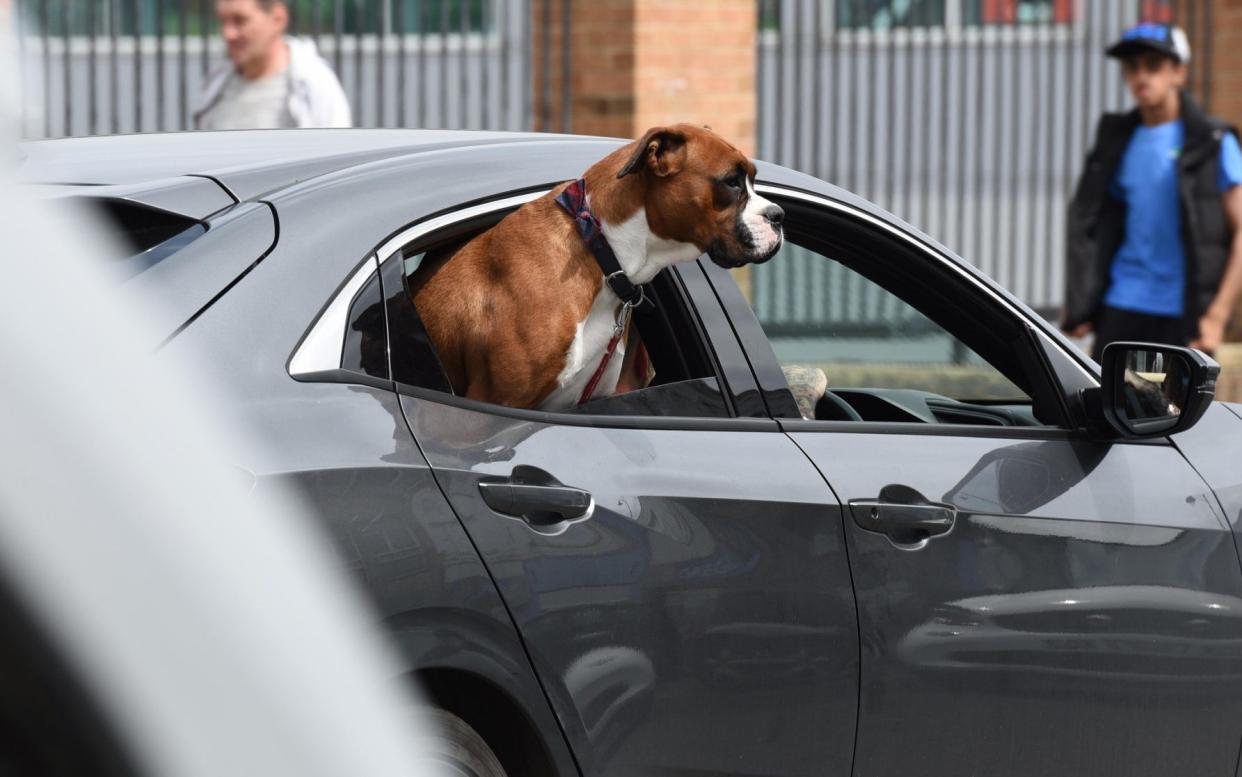 The lack of noise and vibrations of electric vehicles are thought to put dogs at ease - Asadour Guzelian