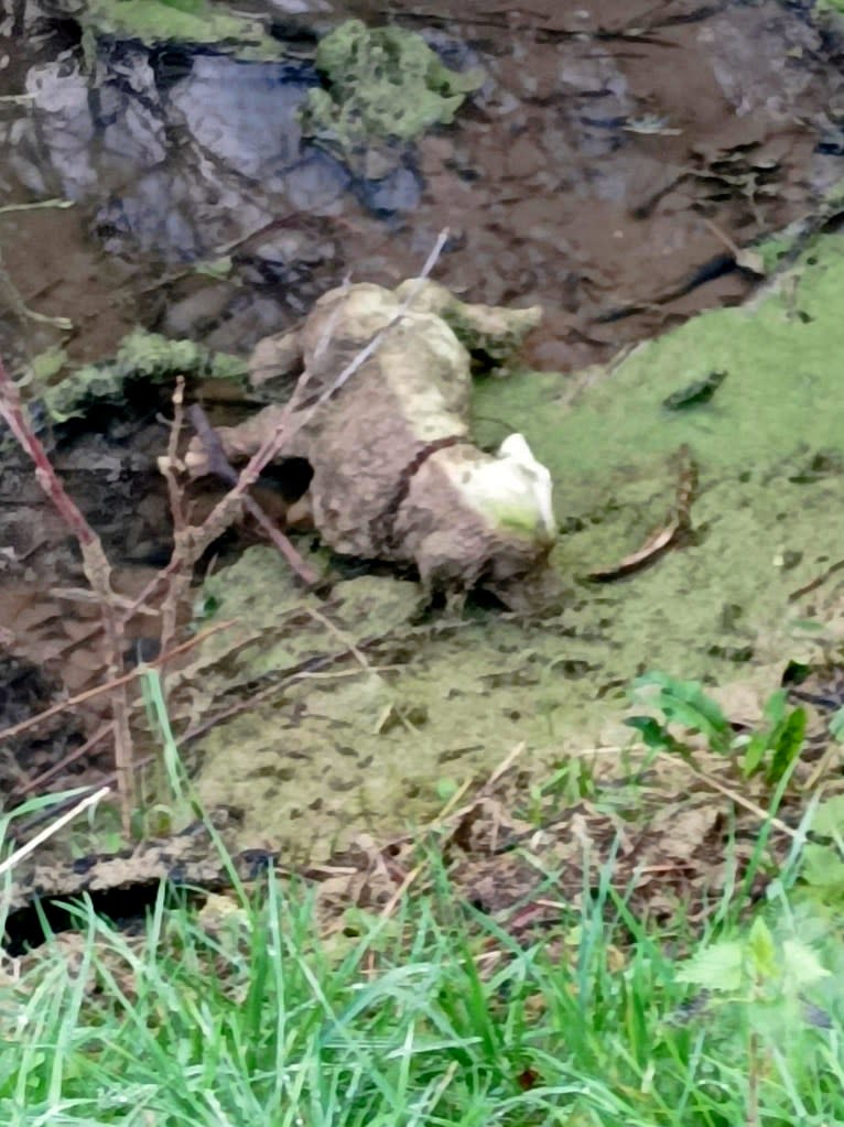 The team of volunteers scrambled to save what they initially believed was a dog. Cleethorpes Wildlife Rescue/SWNS