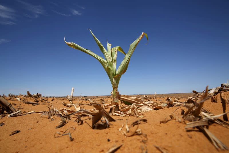 FILE PHOTO: A maize plant is seen among other dried maize at a field in Hoopstad, a maize-producing district in the Free State province