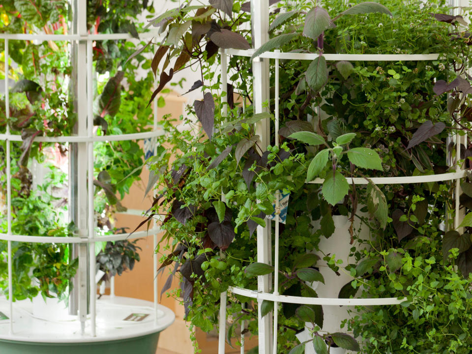 hydroponic herb garden