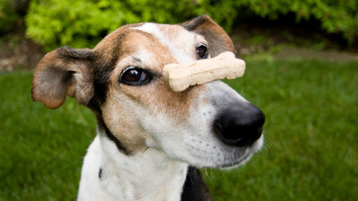  Quick and easy tricks to teach your dog. 