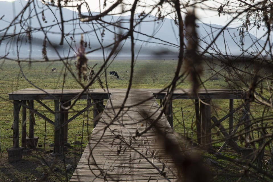 A cow grazes on the floor of the Aculeo Lagoon lake bed, as seen from a dock once surrounded by water, in Paine, Chile, Friday, Aug. 23, 2019. Despite having one of the largest fresh water reserves in the world, Chilean authorities declared an agricultural emergency this week as rural areas in the province of Santiago suffer the effects of the worst drought that has hit the area in decades. (AP Photo/Esteban Felix)