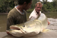 ...einer der größten Süßwasserfische der Welt und wird bis zu drei Meter lang. „Einen wilden Arapaima zu fangen ist ein echtes Privileg. Trotz ihrer Größe sind die Tiere sehr empfindlich und müssen mit Vorsicht behandelt werden“, sagte Steve.