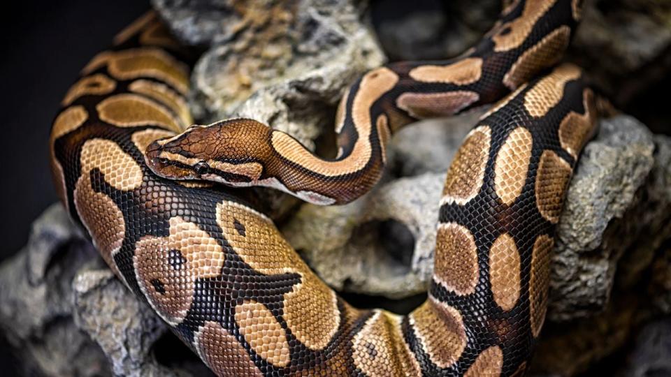 Stock photo of a Burmese python. Two mother pythons, several hatchlings and nearly two dozen unhatched eggs recently were removed from a southwest Florida wildlife preserve, officials said.
