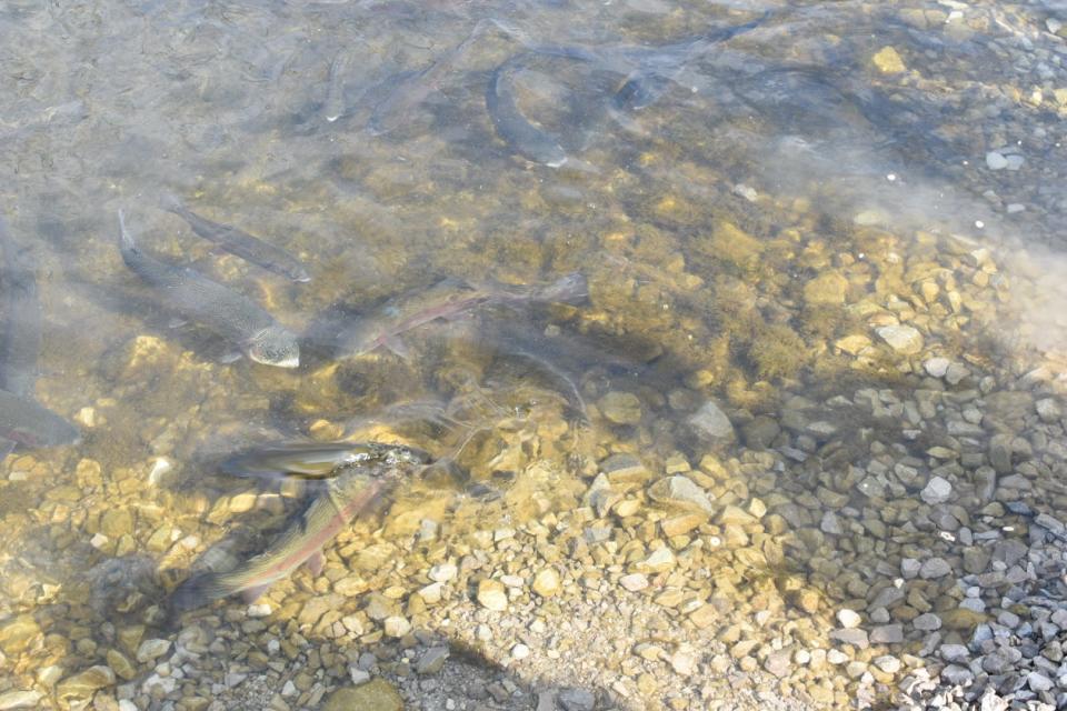 Rainbow trout swim along the banks of Cold Creek at the Castalia State Fish Hatchery.