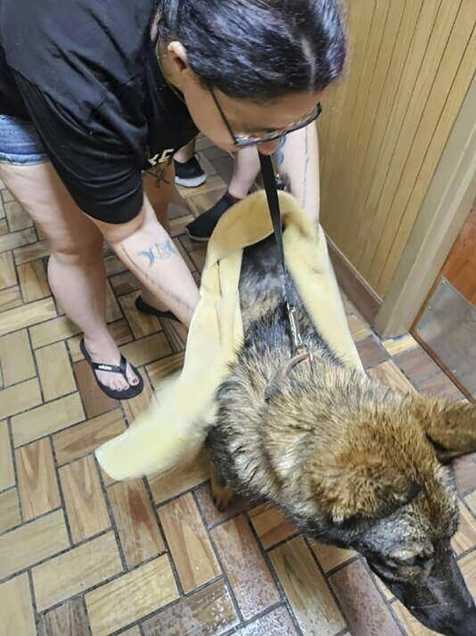 In this photo provided by the Humane Society of Hobart, Ind., a dog suffering from heat-related injury is aided by a woman inside the Road Ranger convenience store, in Lake Station, Ind., July 27, 2023. (Jennifer Webber/Humane Society of Hobart, Ind. via AP)