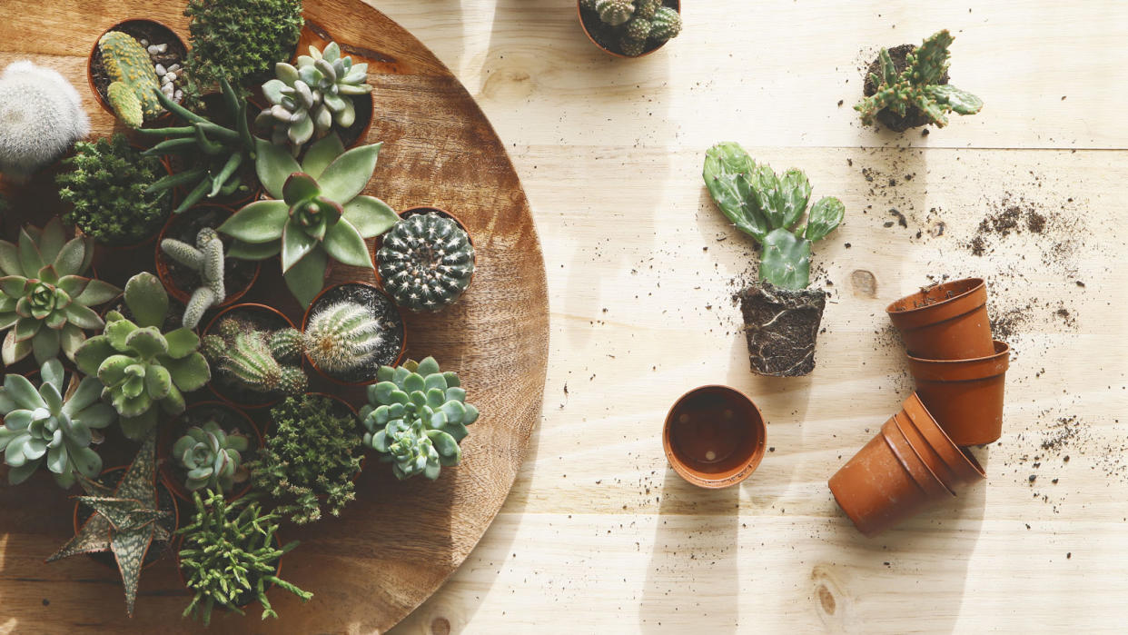  succulent plants being repotted 