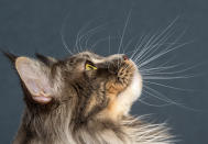 <p>Maine Coon cat ‘Abigall of Strong and Gentle’ looks up during an international dog and cat exhibition in Erfurt, Germany, June 16, 2018. (Photo: Jens Meyer/AP) </p>