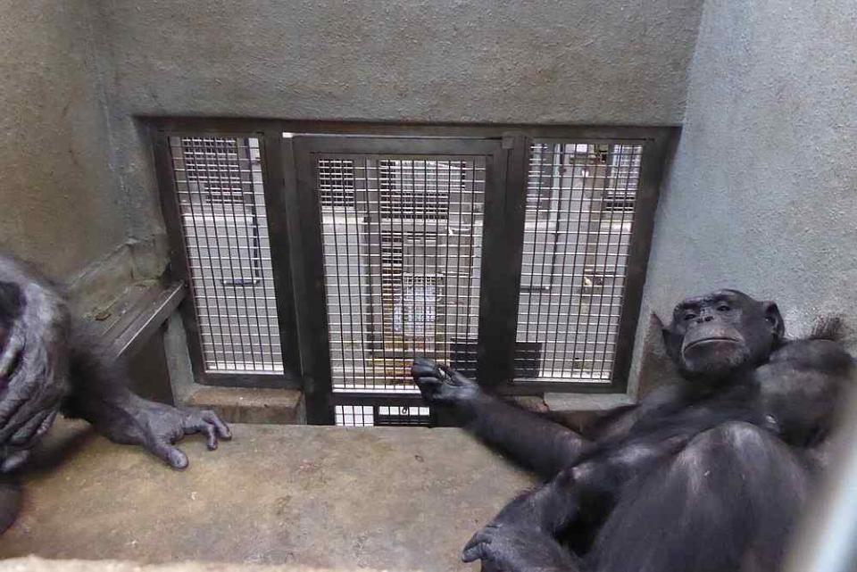 At least two chimps being kept in one enclosure at a time. — Picture courtesy of Friends of the Orangutans