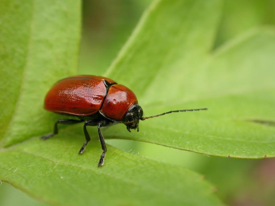 Hazel pot beetle (Trevor Pendleton/PA)