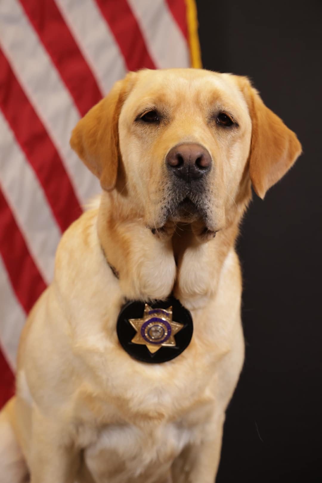 Meet District Attorney team member K-9 Lane, who will support child victims and witnesses in San Bernardino County.