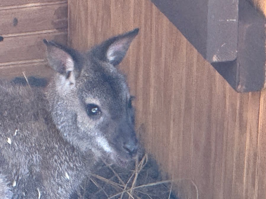 Three Bennett's Wallabies introduced at Mill Mountain Zoo