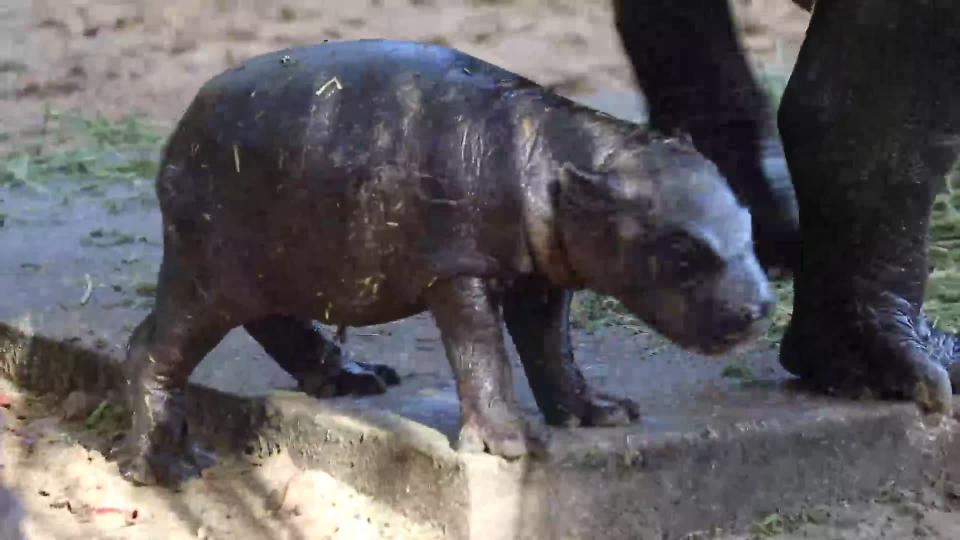 Hungry, Hungry Hippo! Endangered pygmy hippo born in Central Florida