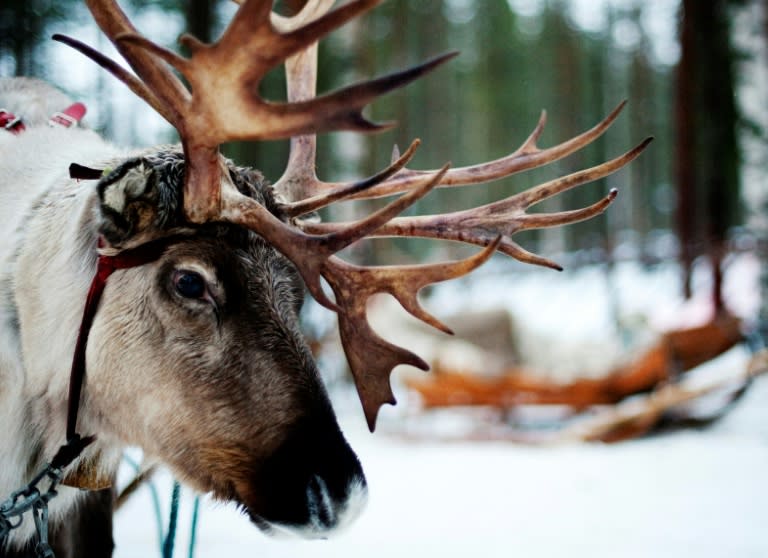 A Reindeer, a source of livelihood for the Sami