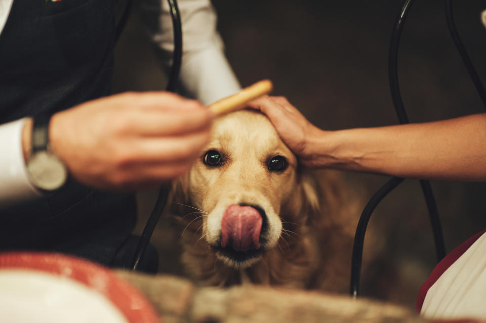 Viele Restaurants sind hundefreundlich - aber nur eines hat eine eigene Speisekarte für Hunde (Symbolbild: Getty Images)