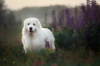 <p>This large and majestic white sheepdog has a thick, close undercoat, particularly in the winter months and is "courageous but not aggressive," as well as lively and intelligent, according to <a href="https://www.thekennelclub.org.uk/breed-standards/pastoral/maremma-sheepdog/" rel="nofollow noopener" target="_blank" data-ylk="slk:The Kennel Club" class="link ">The Kennel Club</a>. </p><p>Because of their size, they would be better suited to a larger home with plenty of outdoor space for them to run around.</p>