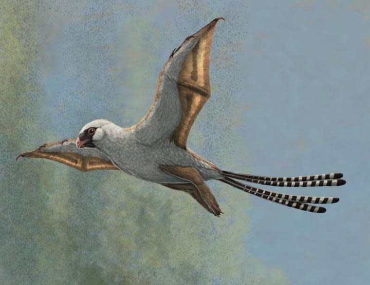 How Ambopteryx might have looked in flight (McGill) 