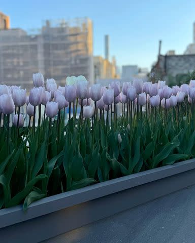 <p>Kelly Ripa/Instagram</p> The tulips at Ripa and Consuelos' N.Y.C. home