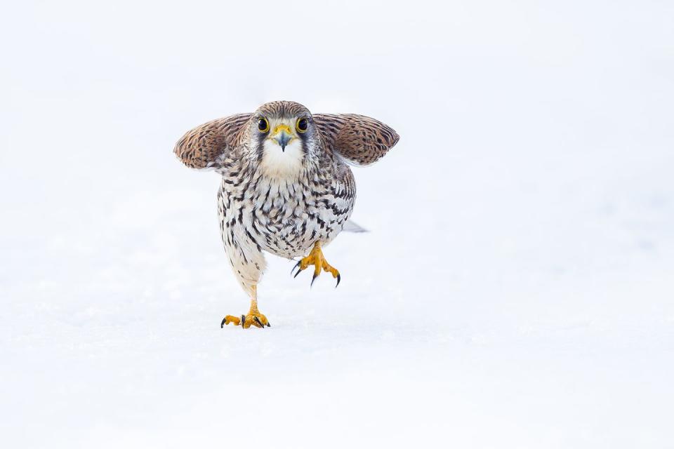 <p>A marching wild common kestrel in the snow on cold winter's day.</p>