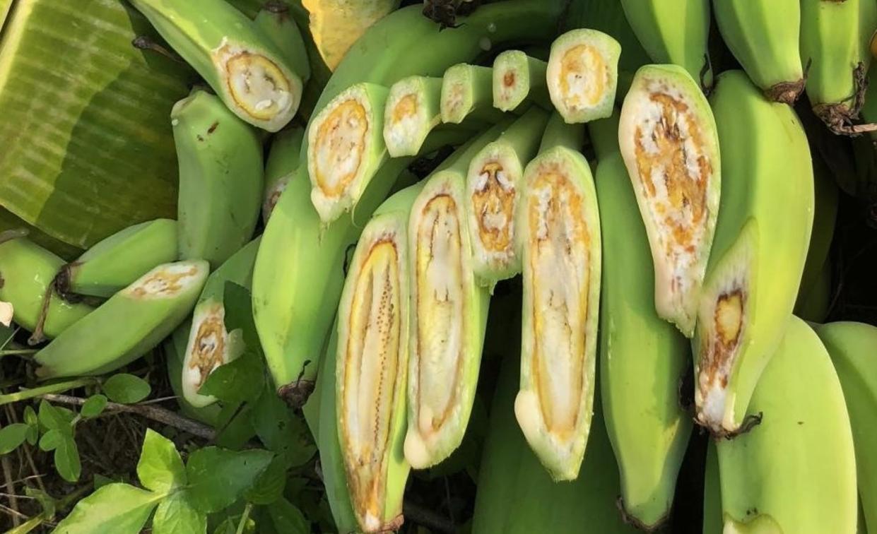 <span class="caption">Bananas in Java, Indonesia, infected by the fungal pathogen _Fusarium oxysporum f.sp. cubense_, which causes Fusarium Wilt.</span> <span class="attribution"><span class="source">Clare Thatcher</span>, <a class="link " href="http://creativecommons.org/licenses/by-nd/4.0/" rel="nofollow noopener" target="_blank" data-ylk="slk:CC BY-ND;elm:context_link;itc:0;sec:content-canvas">CC BY-ND</a></span>