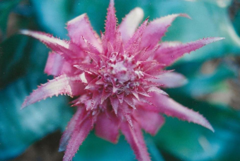 Silver vase has spiny, pink inflorescences that can last up to eight months.